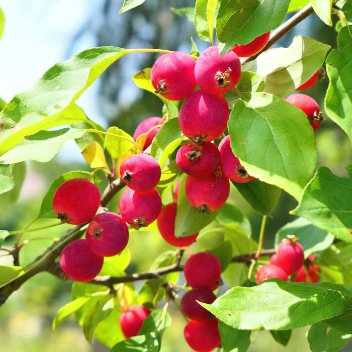 Dolgo Crabapple 6 ft branched tree