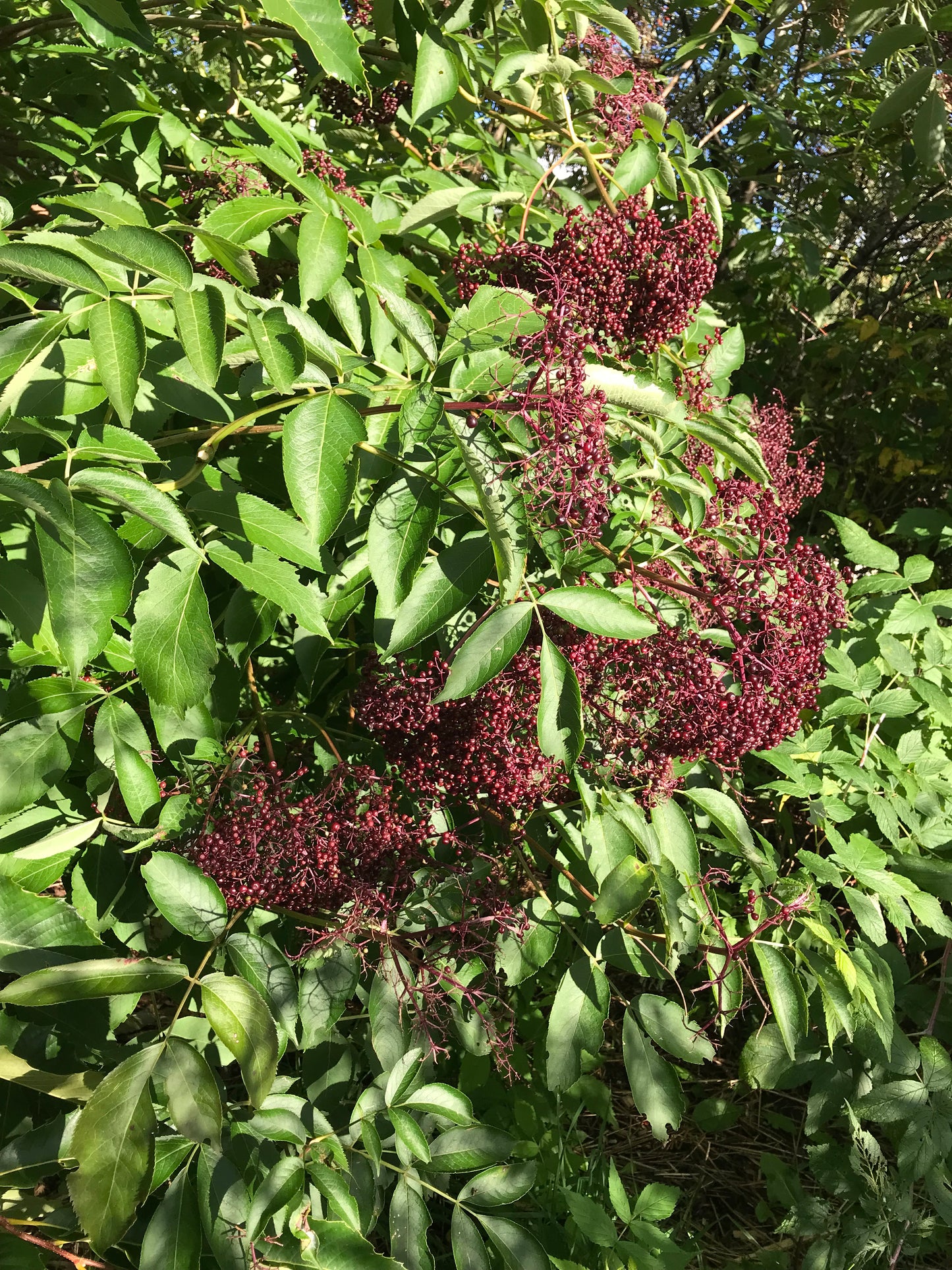 Berry Hill Elderberry crown