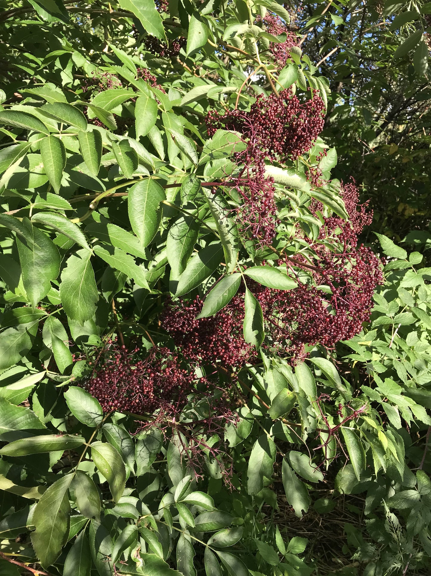 Johns Elderberry crown