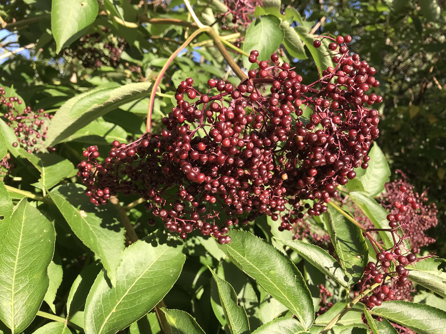 Johns Elderberry crown