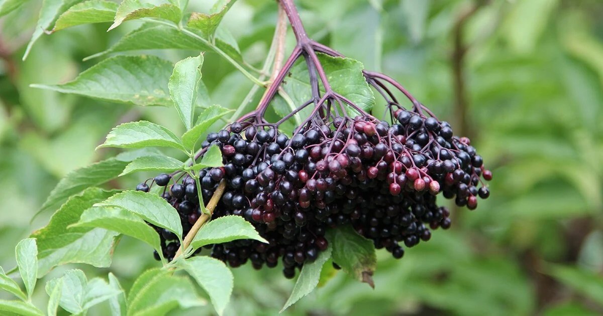 Johns Elderberry crown