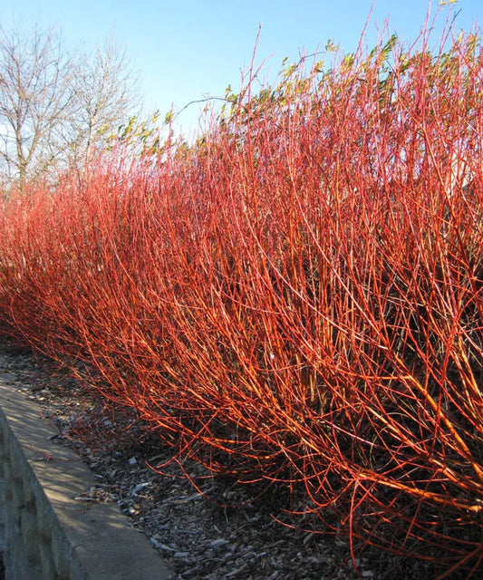Flame Willow 2-3 ft