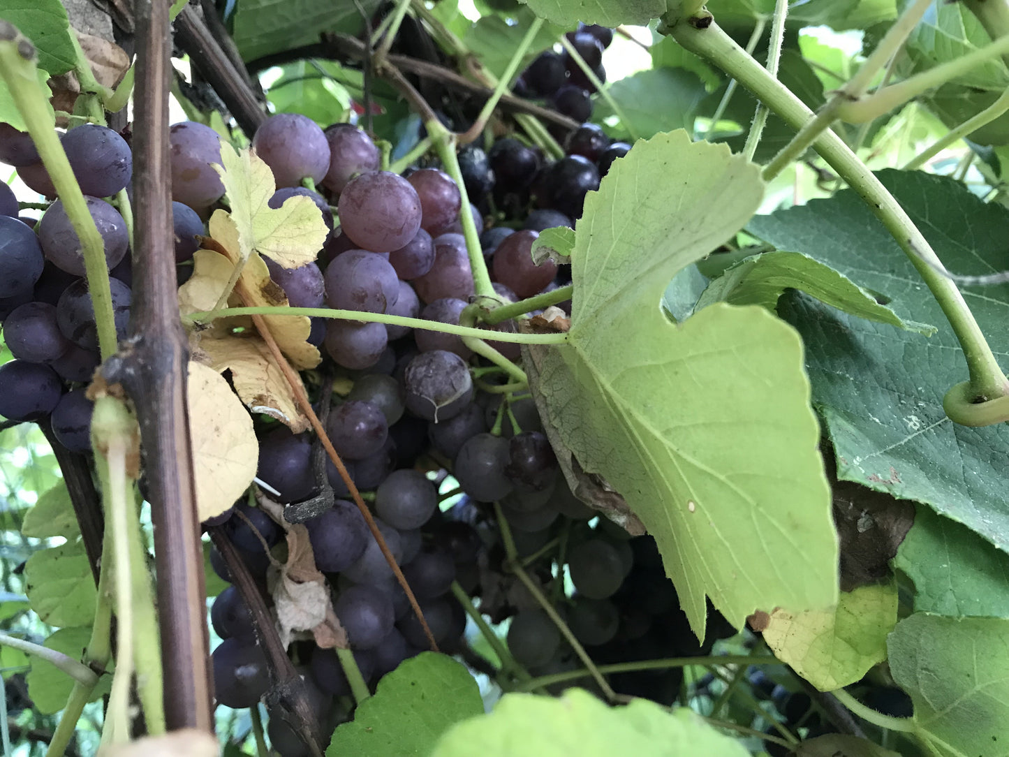 LaCrescent Grape vine