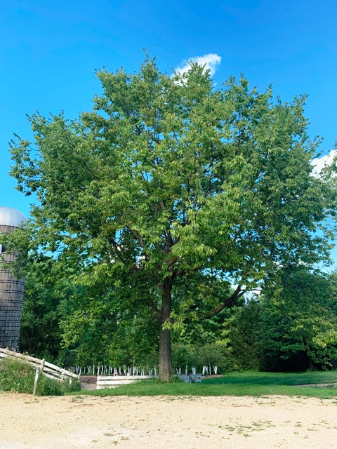 Hackberry – East Hill Tree Farm