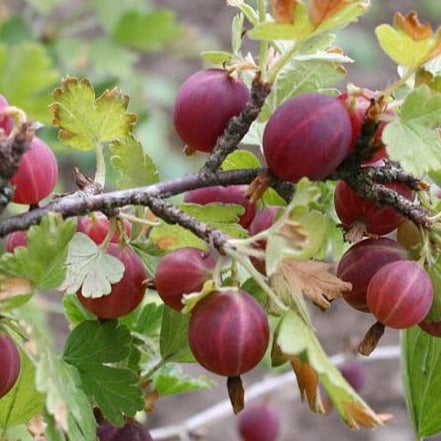 Amish Red Gooseberry 2-yr rooted cutting
