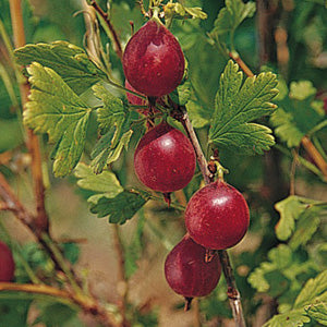 Jahn's Prairie Gooseberry 2-yr rooted cutting