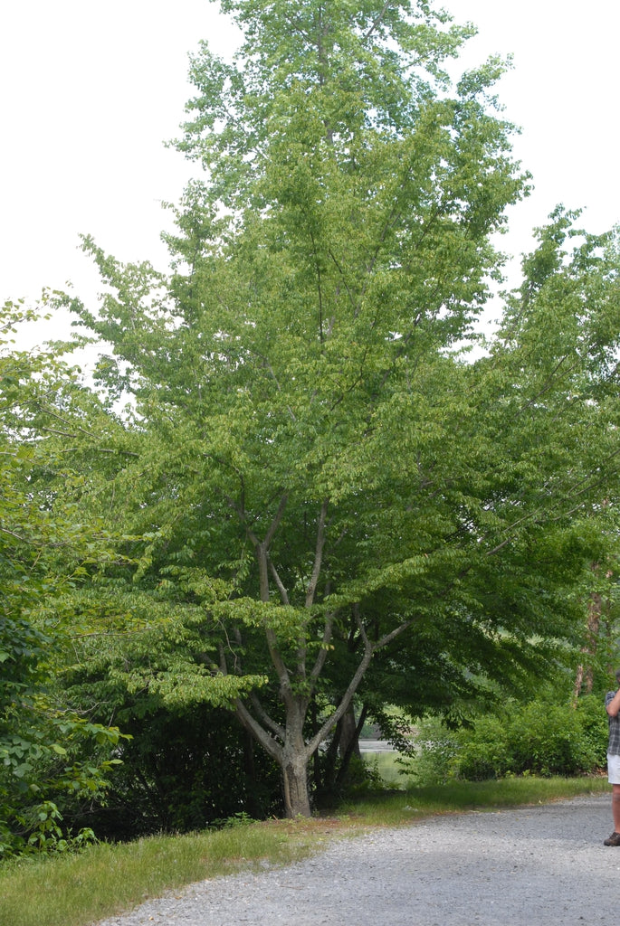 Musclewood 3-4 ft tree