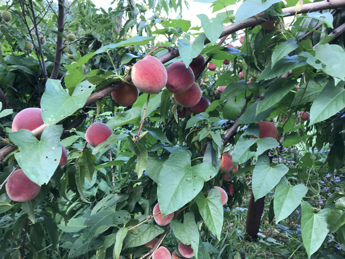 Reliance Peach