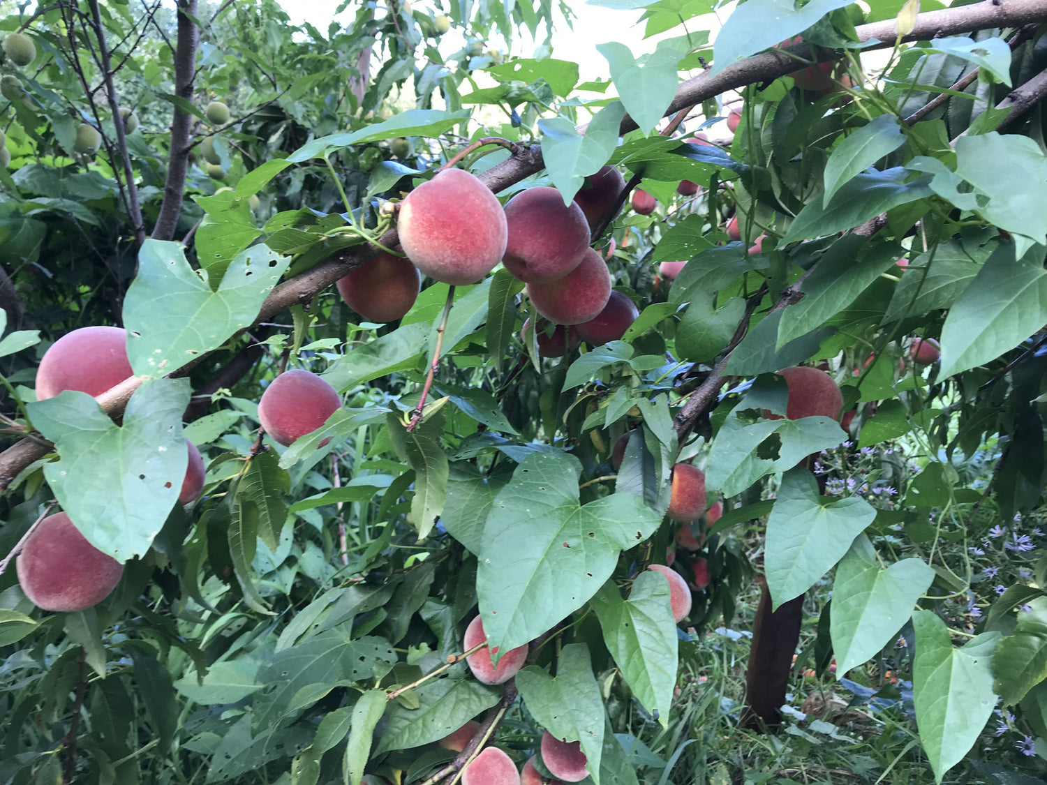Calip R Peach Red Haven Peach LARGE 7/8 caliper – East Hill Tree Farm