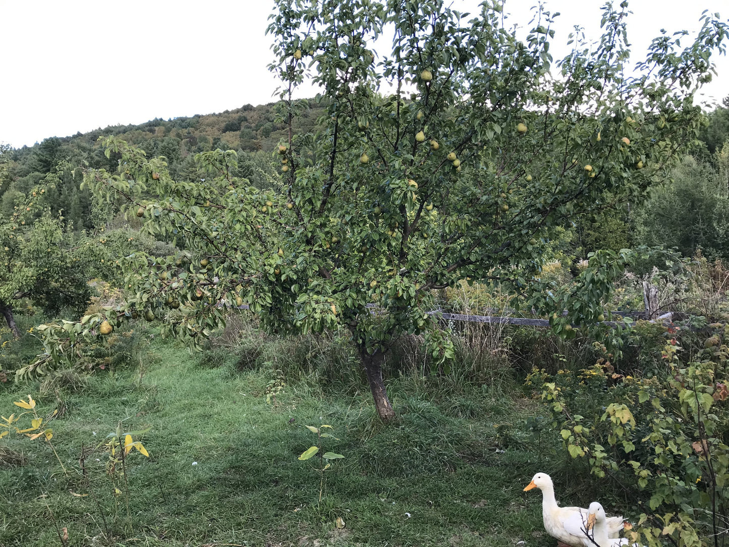 Butt Pear 4-6 ft branched tree