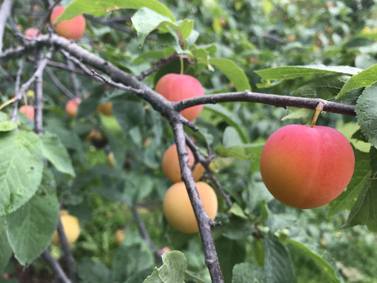 Greengage Plum 5-6 ft branched tree