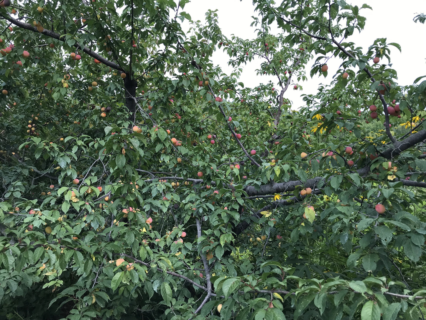 Superior Plum 5-6 ft branched tree