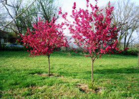 Red Jewel Crabapple 6-ft branched tree
