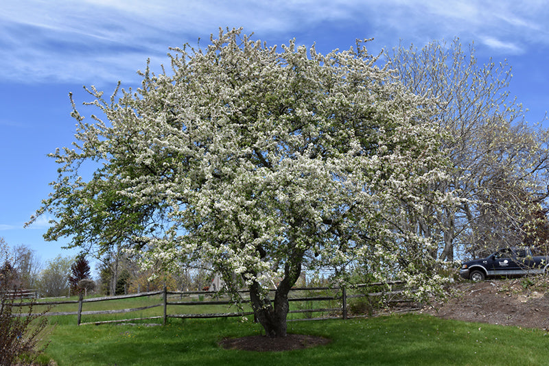 Snowdrift Crabapple 6 ft branched tree