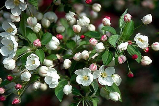 Snowdrift Crabapple 6 ft branched tree