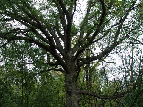 Swamp White Oak