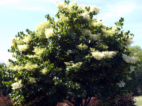 Snowdance Tree Lilac – East Hill Tree Farm