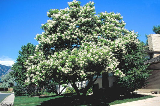 Snowdance Tree Lilac