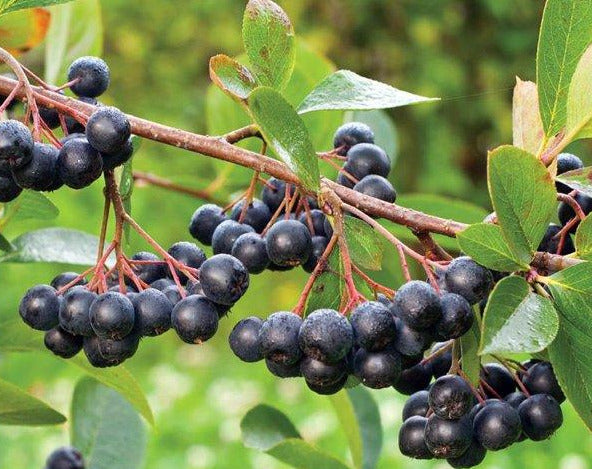 Viking Aronia