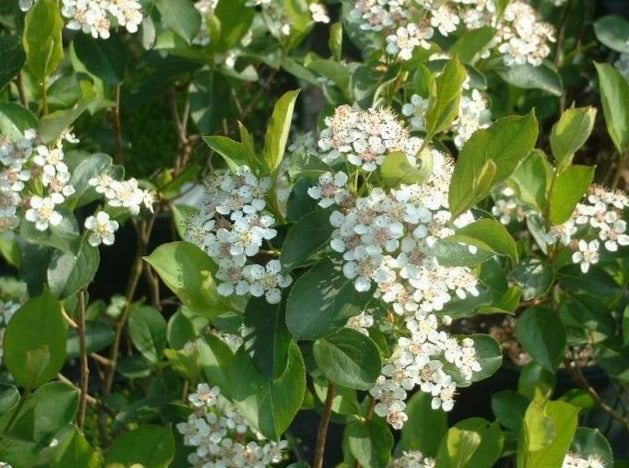 Viking Aronia