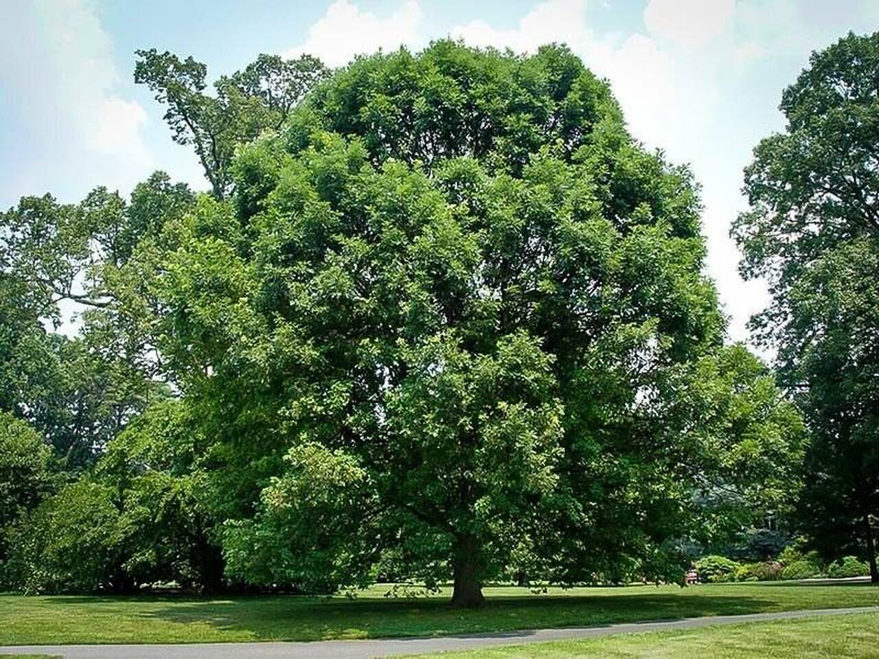 White Oak