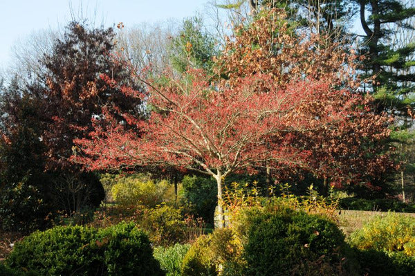 Winter King Hawthorn 6-ft branched tree