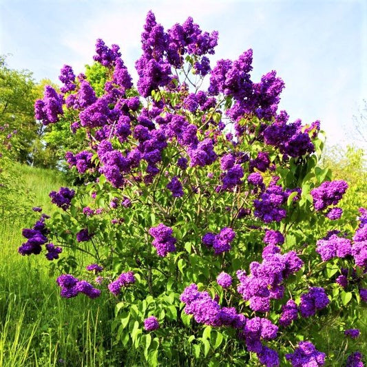 Yankee Doodle Lilac 6-inch clump